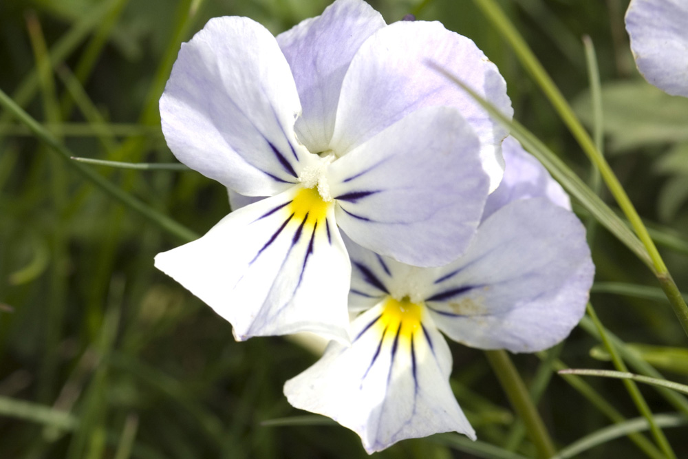 Viola calcarata/Viola con sperone